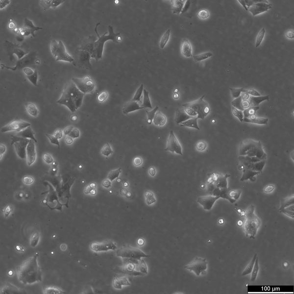 HCT-8 (HRT-18) cell