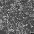 HEC-1-B cell