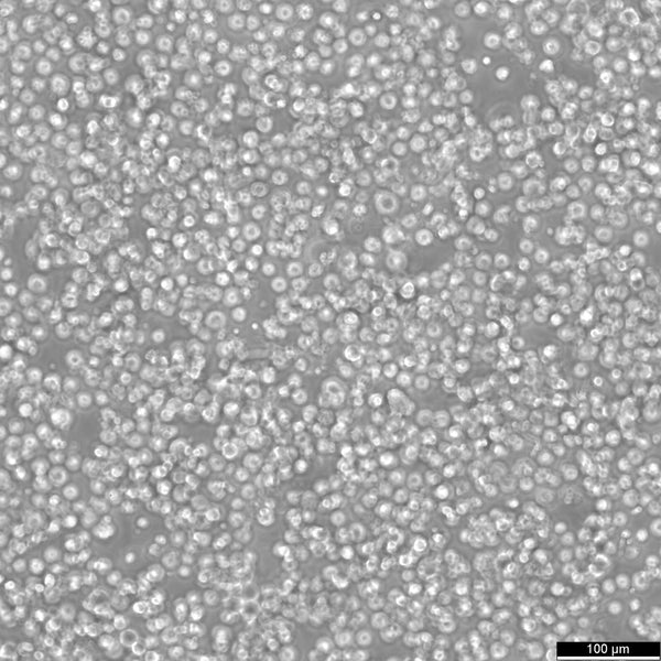 HEK293-F cell