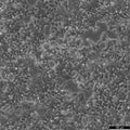 HEK293T cell