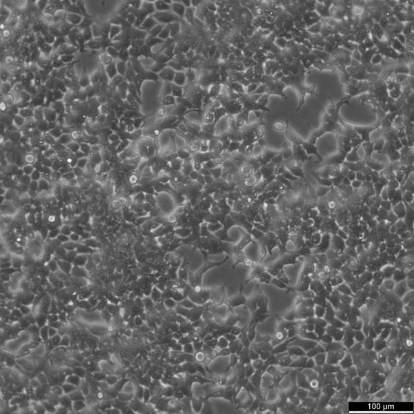HEK293T cell