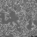 HEK293 cell