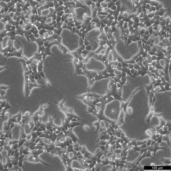HEK293 cell
