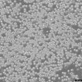 HEK293 suspension-adapted cell