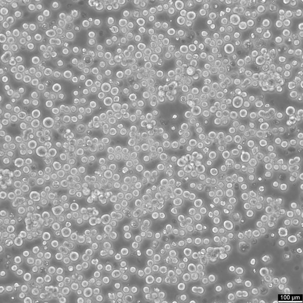 HEK293 suspension-adapted cell