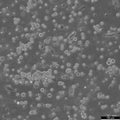 HEL 92.1.7 cell