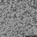 HEL cell