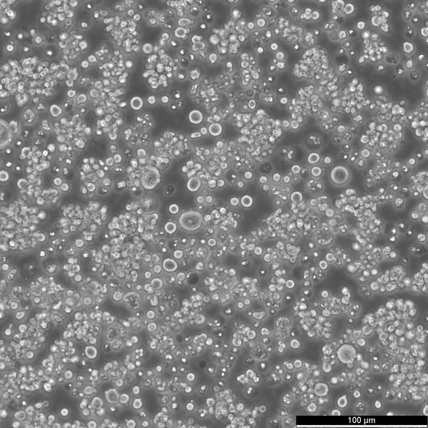 HEL cell