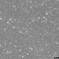HEP3B cell