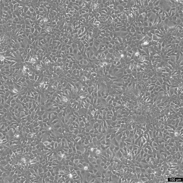 HEP3B cell