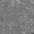HET-1A cell