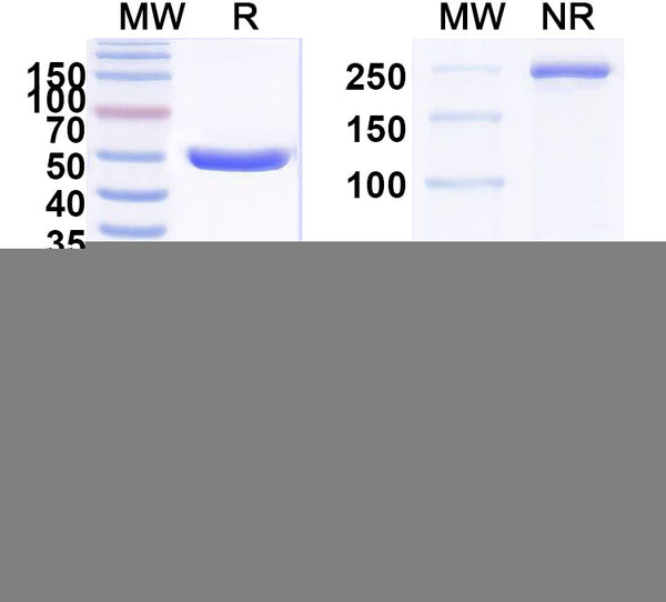 SDS-PAGE for InVivoMAb Anti-hEGFR & mCD3e Bispecific Antibody (Iv0228)