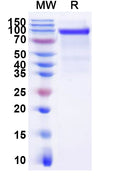 Recombinant Human EGFRvIII Protein, C-Fc