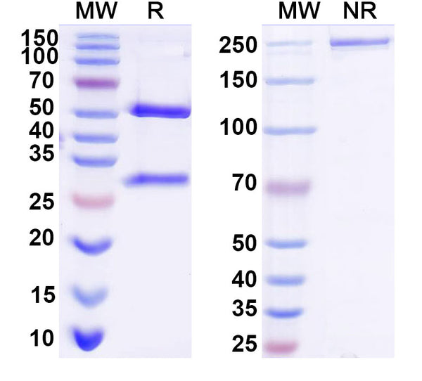 SDS-PAGE for InVivoMAb Anti-hEGFRvIII & mCD3e Bispecific Antibody (Iv0229)