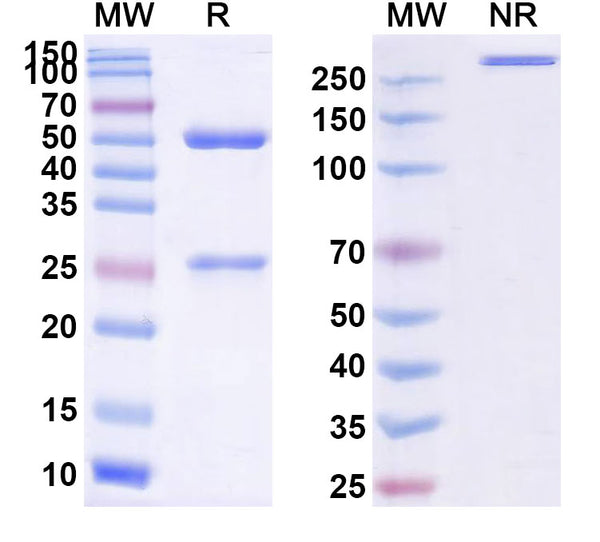 Anti-Human EGFR Reference Antibody (Demupitamab) – Figure 1 of 1