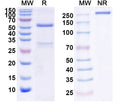 Anti-Human EGFR Reference Antibody (Imgatuzumab) – Figure 1 of 1