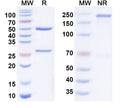 Anti-Human EGFR Reference Antibody (Serclutamab) – Figure 1 of 3