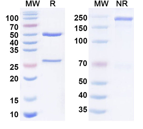Anti-Human EGFR Reference Antibody (Serclutamab) – Figure 1 of 3