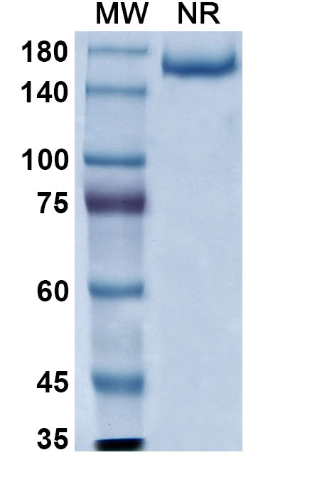Anti-Human EGFR Reference Antibody (Zalutumumab) – Figure 1 of 3