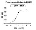 Anti-Human EGFR Reference Antibody (Pimurutamab) – Figure 1 of 2