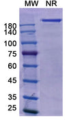 Anti-Human EGFR/ERBB1 & LGR5 Bispecific Reference Antibody (Petosemtamab) – Figure 1 of 2