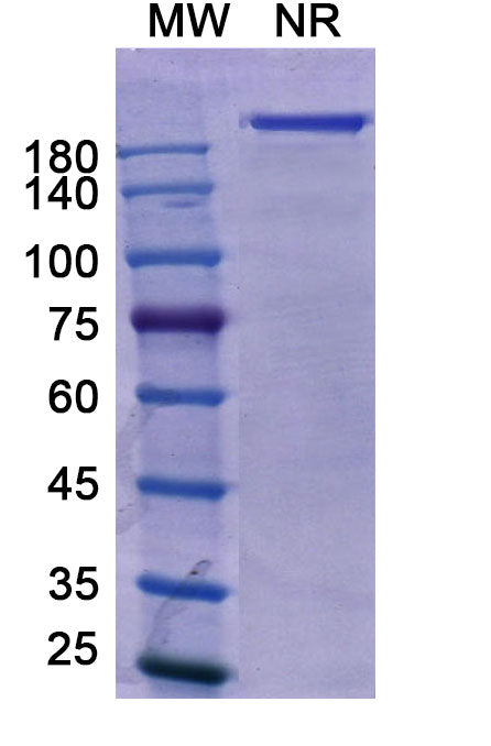 Anti-Human EGFR/ERBB1 & LGR5 Bispecific Reference Antibody (Petosemtamab) – Figure 1 of 2