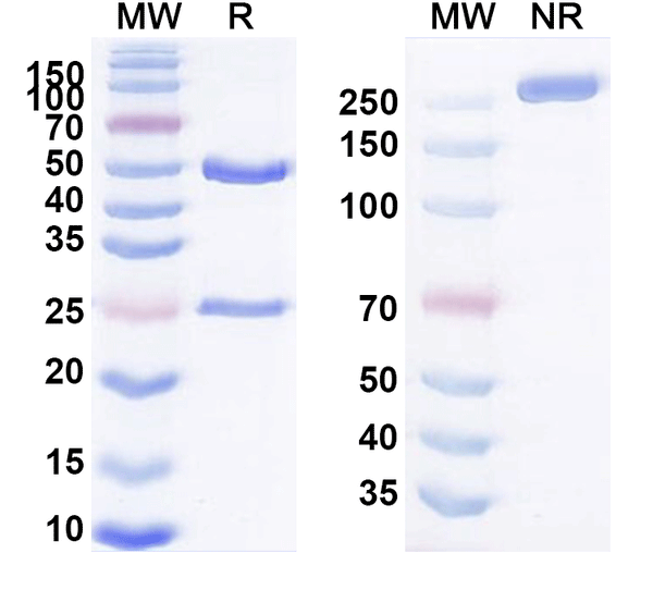 SDS-PAGE for Anti-Human EGFR/ERBB1/HER1 Antibody (11F8)