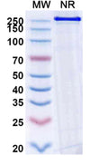 Anti-Human EGFR Reference Antibody (Becotatug) – Figure 1 of 1