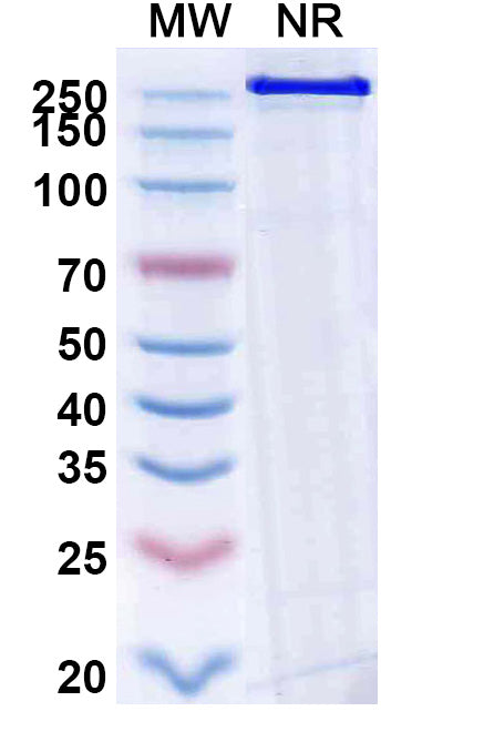 Anti-Human EGFR Reference Antibody (Becotatug) – Figure 1 of 1