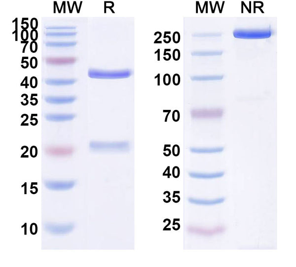 Anti-Human EGFR/ERBB1/HER1 Reference Antibody (SCT200) – Figure 1 of 1