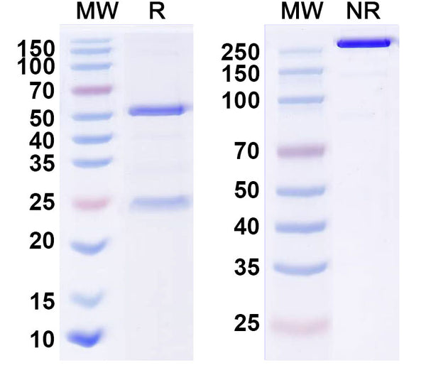 Anti-EGFRvIII Reference Antibody (AMG-595) – Figure 1 of 1