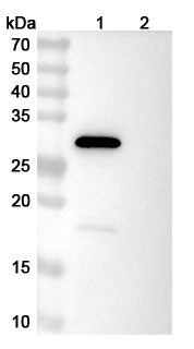 Anti-Human TGF-alpha Reference Antibody (Ly3016859) – Figure 1 of 1