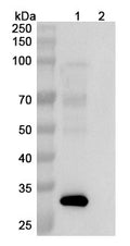 Anti-Human TGF-alpha&Epiregulin Reference Antibody (Fepixnebart) – Figure 1 of 3
