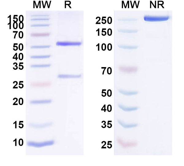 Anti-Human TCR alpha Reference Antibody (Maslimomab) – Figure 1 of 1