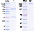 Anti-Human TCR alpha Reference Antibody (T10B9.1A-31) – Figure 1 of 1