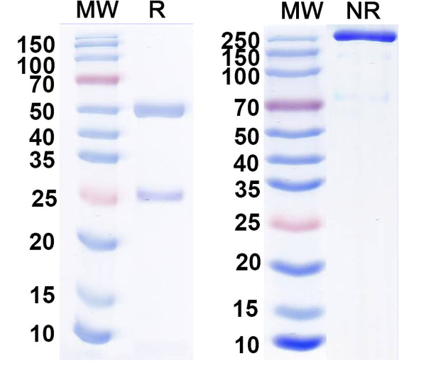 SDS-PAGE for Anti-Aldh1L1 Antibody (N103/1)