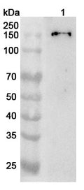 Western blot analysis was performed using anti-COL2A1 polyclonal antibody at 1ug/mL on various samples.
Lane 1: HepG2 cell lysate