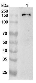 Western blot analysis was performed using anti-COL2A1 polyclonal antibody at 1ug/mL on various samples.
Lane 1: HepG2 cell lysate