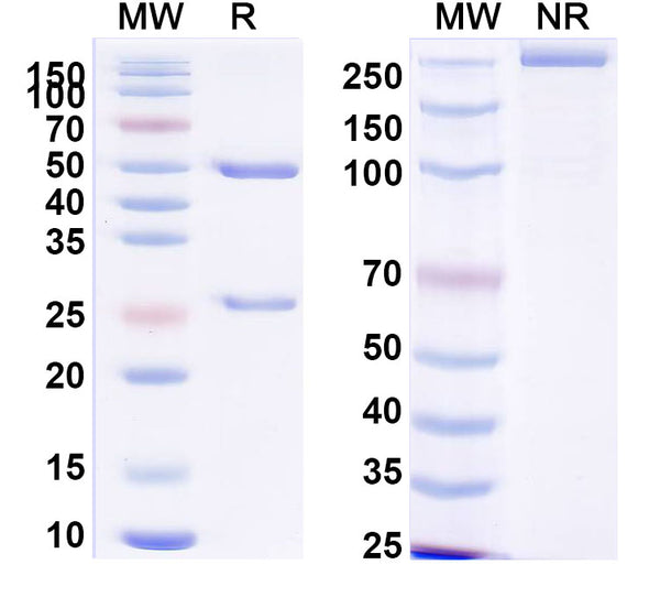 SDS-PAGE for Anti-Human COL2A1 Antibody (ACC2/3).