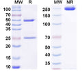 SDS-PAGE for Anti-Human COL2A1 Antibody (GB8)