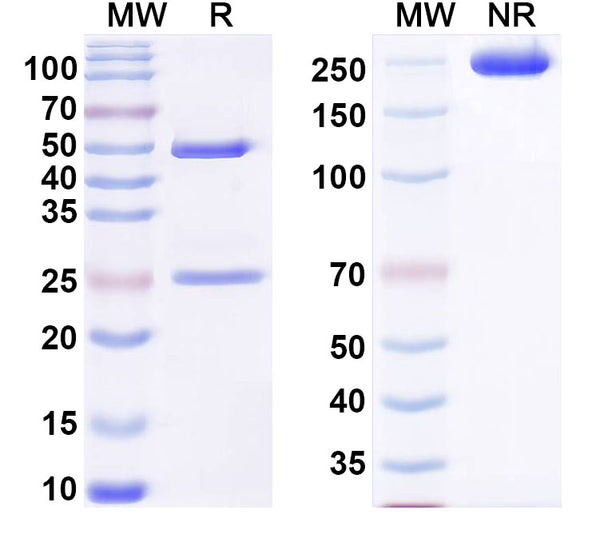 SDS-PAGE for Anti-Human COL2A1 Antibody (UL1)