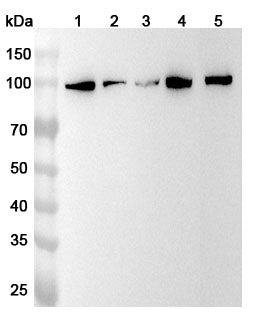 Western blot analysis was performed using anti-PRDM1  polyclonal antibody at 1ug/mL on various samples.
Lane 1: Hela cell lysate
Lane 2: A549 cell lysate
Lane 3: A431 cell lysate
Lane 4: NIH3T3 cell lysate
Lane 5: Raji cell lysate