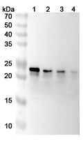 Anti-Human TL1A/TNFSF15 Reference Antibody (Tulisokibart) – Figure 1 of 1