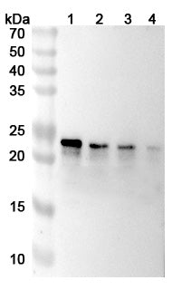 Anti-Human TL1A/TNFSF15 Reference Antibody (Tulisokibart) – Figure 1 of 1