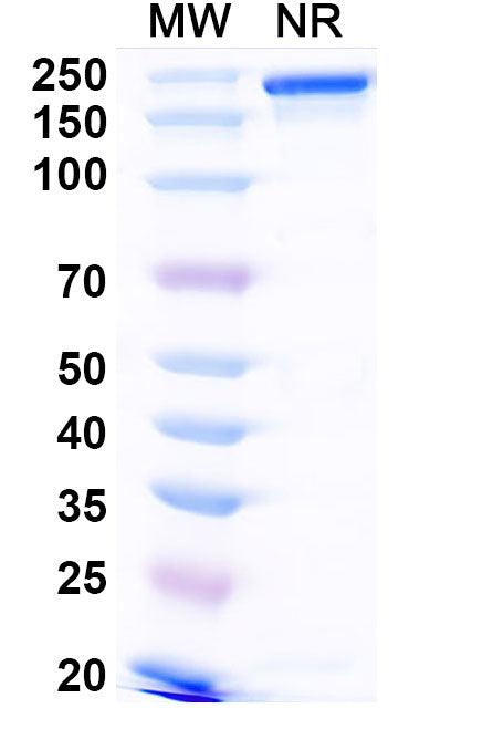 Anti-Human TNFSF15/TL1A Reference Antibody (PF-06480605) – Figure 1 of 1