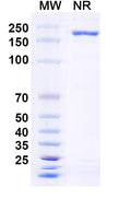 Anti-Human TNFSF15/TL1A Reference Antibody (PRA023) – Figure 1 of 1