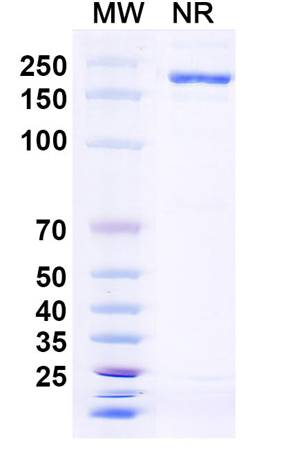 Anti-Human TNFSF15/TL1A Reference Antibody (PRA023) – Figure 1 of 1