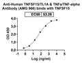 Anti-Human TNFSF15/TL1A & TNFa/TNF-alpha Reference Antibody (AMG 966) – Figure 1 of 8