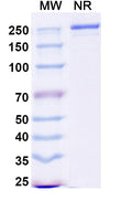 Anti-Human TL1A/TNFSF15 Reference Antibody (Duvakitug) – Figure 1 of 1
