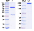 SDS-PAGE for Anti-Human APOA2 Antibody (SAA1548)